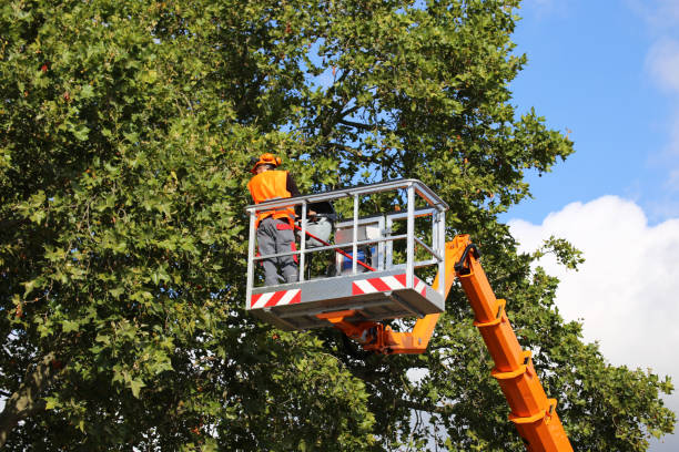 How Our Tree Care Process Works  in  Gardnerville, NV